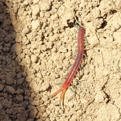 Cormocephalus aurantiipes at Bango, NSW - 11 Mar 2023