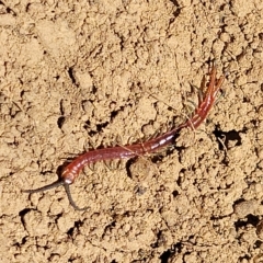 Cormocephalus aurantiipes at Bango, NSW - 11 Mar 2023 01:42 PM