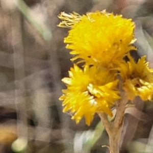 Chrysocephalum apiculatum at Bango, NSW - 11 Mar 2023