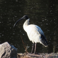 Threskiornis molucca (Australian White Ibis) at Monash, ACT - 11 Mar 2023 by MatthewFrawley