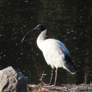 Threskiornis molucca at Monash, ACT - 11 Mar 2023 08:44 AM