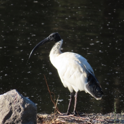 Threskiornis molucca (Australian White Ibis) at Monash, ACT - 11 Mar 2023 by MatthewFrawley