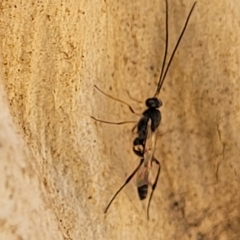 Ichneumonidae (family) at Bango, NSW - 11 Mar 2023 01:28 PM