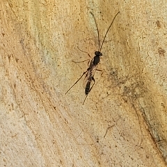 Ichneumonidae (family) at Bango, NSW - 11 Mar 2023 01:28 PM