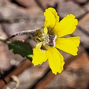 Goodenia hederacea subsp. hederacea at Bango, NSW - 11 Mar 2023 01:25 PM