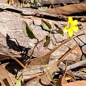 Goodenia hederacea subsp. hederacea at Bango, NSW - 11 Mar 2023 01:25 PM