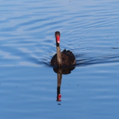 Cygnus atratus (Black Swan) at Monash, ACT - 11 Mar 2023 by MatthewFrawley