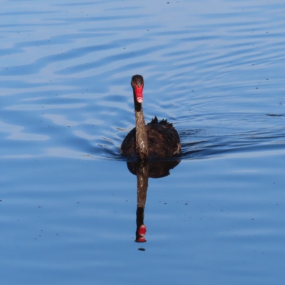 Cygnus atratus (Black Swan) at Tuggeranong Creek to Monash Grassland - 11 Mar 2023 by MatthewFrawley