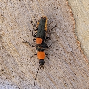 Chauliognathus tricolor at Bango, NSW - 11 Mar 2023