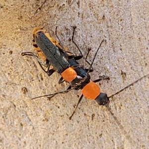 Chauliognathus tricolor at Bango, NSW - 11 Mar 2023 01:21 PM