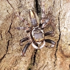 Maratus scutulatus (A jumping spider) at Bango, NSW - 11 Mar 2023 by trevorpreston