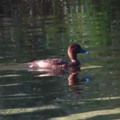 Aythya australis (Hardhead) at Tuggeranong Creek to Monash Grassland - 11 Mar 2023 by MatthewFrawley