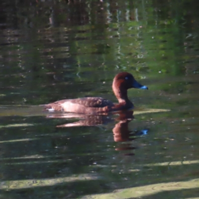 Aythya australis (Hardhead) at Isabella Plains, ACT - 11 Mar 2023 by MatthewFrawley