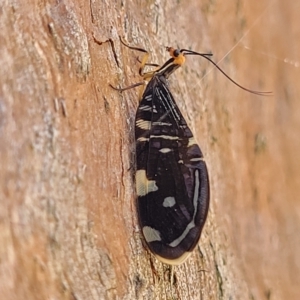 Porismus strigatus at Bango, NSW - 11 Mar 2023