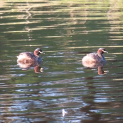 Tachybaptus novaehollandiae (Australasian Grebe) at Tuggeranong Creek to Monash Grassland - 10 Mar 2023 by MatthewFrawley