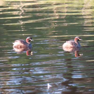 Tachybaptus novaehollandiae (Australasian Grebe) at Tuggeranong Creek to Monash Grassland - 11 Mar 2023 by MatthewFrawley