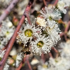 Eucalyptus dives (Broad-leaved Peppermint) at Bango, NSW - 11 Mar 2023 by trevorpreston