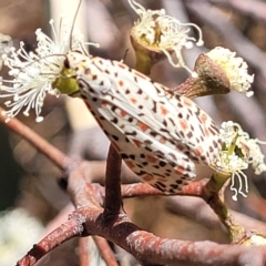 Utetheisa pulchelloides (Heliotrope Moth) at Bango, NSW - 11 Mar 2023 by trevorpreston