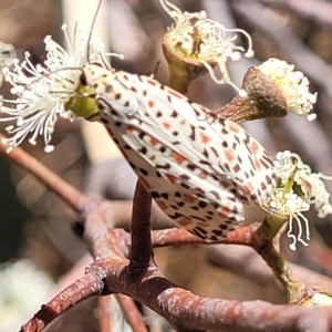 Utetheisa pulchelloides at Bango, NSW - 11 Mar 2023