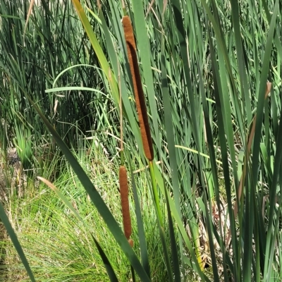 Typha orientalis (Broad-leaved Cumbumgi) at Bango, NSW - 11 Mar 2023 by trevorpreston