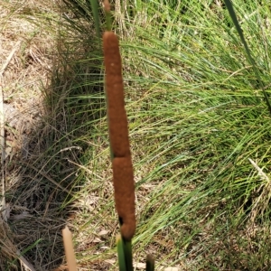 Typha orientalis at Bango, NSW - 11 Mar 2023 01:01 PM