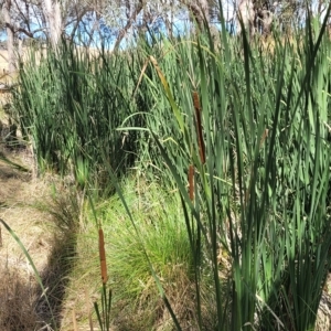 Typha orientalis at Bango, NSW - 11 Mar 2023 01:01 PM