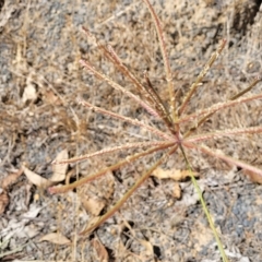 Chloris gayana (Rhodes Grass) at Bango, NSW - 11 Mar 2023 by trevorpreston