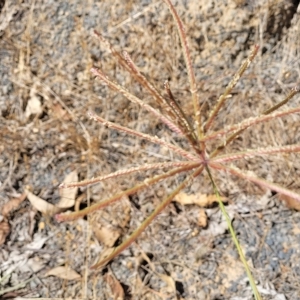 Chloris gayana at Bango, NSW - 11 Mar 2023