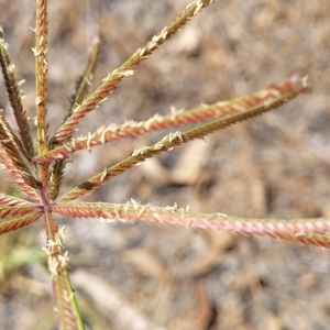 Chloris gayana at Bango, NSW - 11 Mar 2023