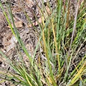 Chloris gayana at Bango, NSW - 11 Mar 2023