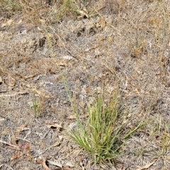 Chloris gayana at Bango, NSW - 11 Mar 2023