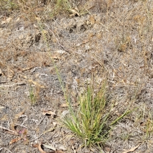 Chloris gayana at Bango, NSW - 11 Mar 2023