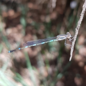 Austrolestes leda at Kambah, ACT - 11 Mar 2023 12:18 PM