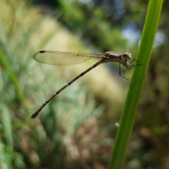 Austrolestes leda (Wandering Ringtail) at Kambah, ACT - 11 Mar 2023 by MatthewFrawley