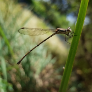 Austrolestes leda at Kambah, ACT - 11 Mar 2023 12:20 PM