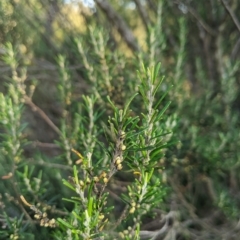 Bertya rosmarinifolia (Rosemary Bertya) at Strathnairn, ACT - 10 Mar 2023 by MattM