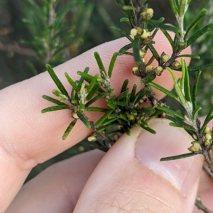 Bertya rosmarinifolia at Strathnairn, ACT - 11 Mar 2023