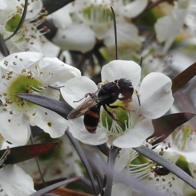 Cerceris sp. (genus) by GlossyGal