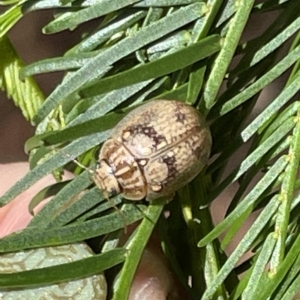 Paropsis charybdis at Campbell, ACT - 11 Mar 2023 02:57 PM