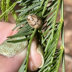 Paropsis charybdis at Campbell, ACT - 11 Mar 2023 02:57 PM