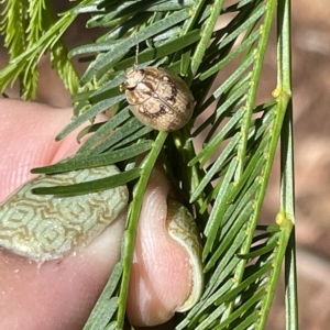 Paropsis charybdis at Campbell, ACT - 11 Mar 2023