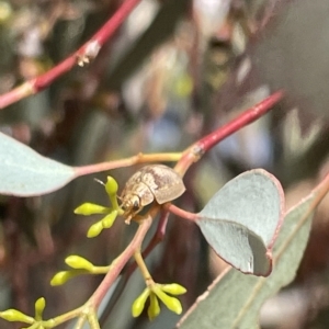 Paropsis charybdis at Campbell, ACT - 11 Mar 2023 02:57 PM