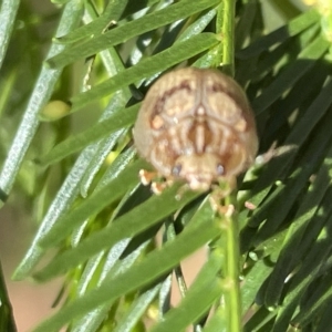 Paropsis charybdis at Campbell, ACT - 11 Mar 2023