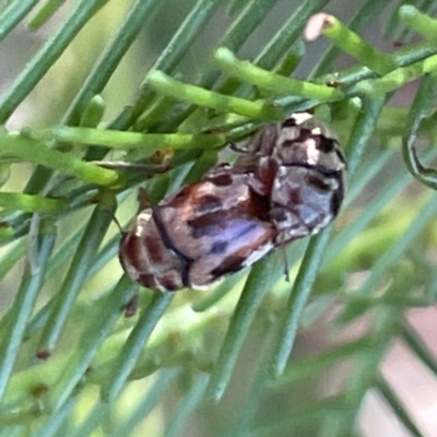 Elaphodes cervinus (Leaf beetle) at Campbell, ACT - 11 Mar 2023 by Hejor1