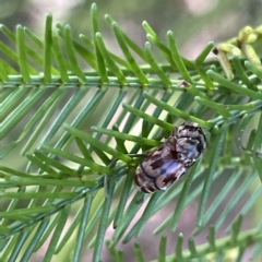 Elaphodes cervinus at Campbell, ACT - 11 Mar 2023