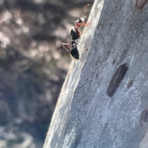 Myrmecia sp. (genus) at Campbell, ACT - 11 Mar 2023