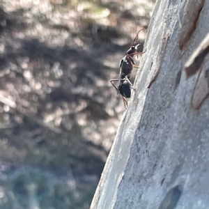 Myrmecia sp. (genus) at Campbell, ACT - 11 Mar 2023