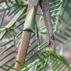 Sextius virescens at Campbell, ACT - 11 Mar 2023