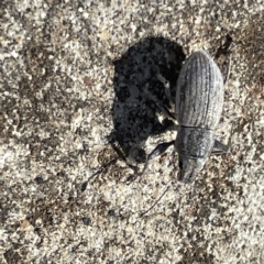 Naupactus leucoloma (White-fringed weevil) at Mount Ainslie to Black Mountain - 11 Mar 2023 by Hejor1