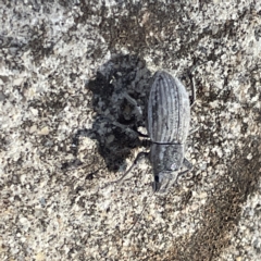 Naupactus leucoloma at Campbell, ACT - 11 Mar 2023